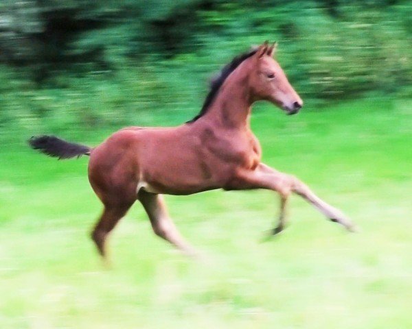 Pferd Fyona Hatton (Oldenburger, 2023, von Fynch Hatton)