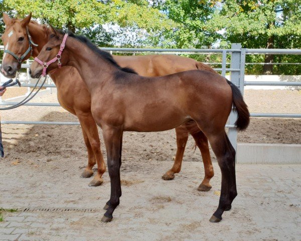 Pferd SF v. Fynch Hatton (Oldenburger, 2022, von Fynch Hatton)