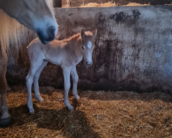 horse Nautilus (Haflinger, 2024, from Nomex BE)