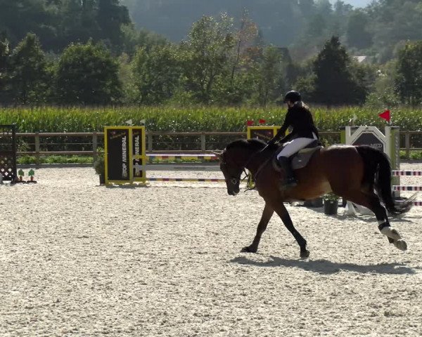 Reitturnier Felsberg 2021