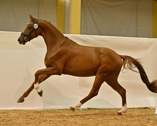 horse Fancy HN (Austrian Warmblood, 2021, from For Romance I) horse Fancy HN (Austrian Warmblood, 2021, from For Romance I)
