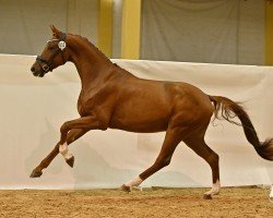Pferd Fancy HN (Österreichisches Warmblut, 2021, von For Romance I)