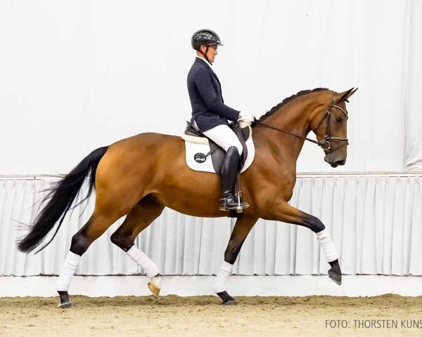 horse Festiva (Hanoverian, 2021, from Fürst Belissaro)
