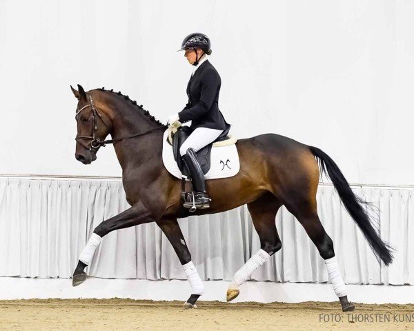 horse Damian (Hanoverian, 2020, from Despacito 16)