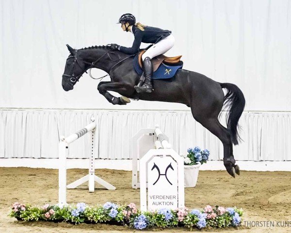 horse Chubakka Black (Hanoverian, 2020, from Chubakko)