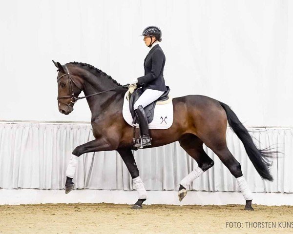 horse Flashlight (Hanoverian, 2021, from Friedrich der Große)