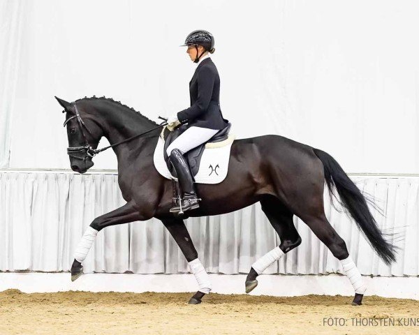 horse Fiona N (Hanoverian, 2020, from Fantastic)