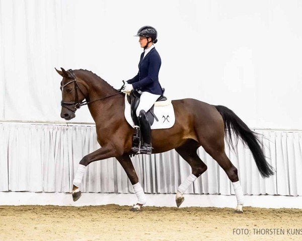 horse Reena B (Hanoverian, 2021, from Rock Springs)
