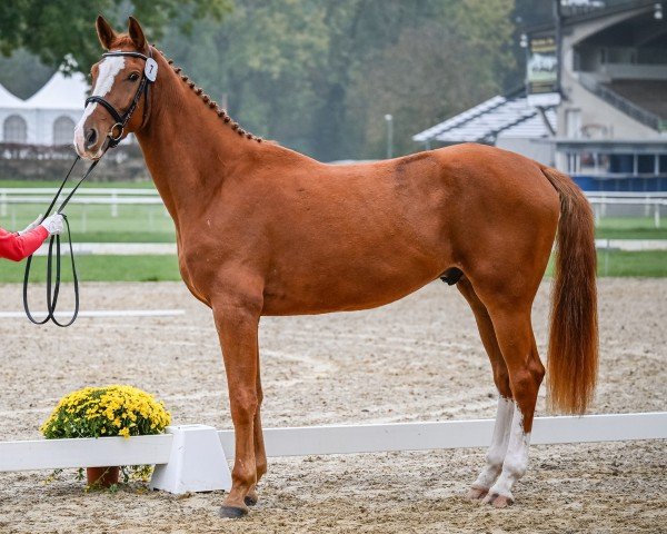 Pferd Action Flynn CH (Schweizer Warmblut, 2021, von Action-Breaker)