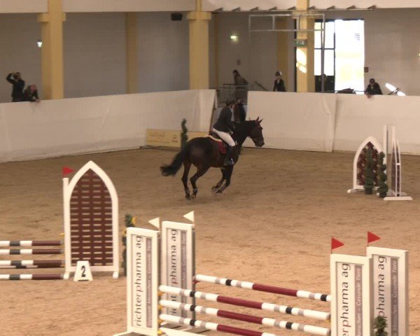 Reitturnier Stadl-Paura 2024