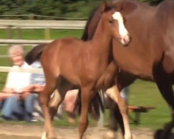 Pferd Hengst von Vigado / Cascari (Holsteiner, 2024, von Vigado)