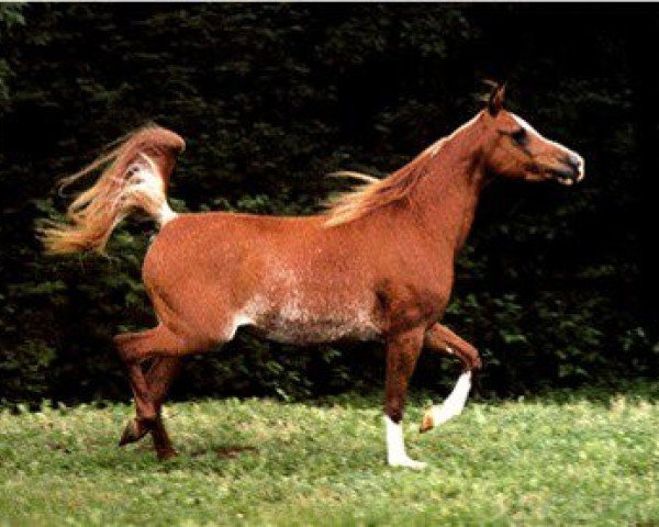 broodmare Imperial Mistry ox (Arabian purebred, 1977, from Mosry ox)