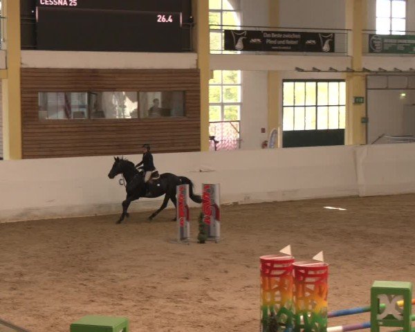 Reitturnier Stadl-Paura 2024