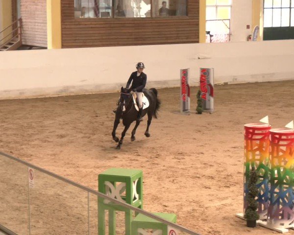 Reitturnier Stadl-Paura 2024
