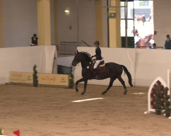 Reitturnier Stadl-Paura 2024