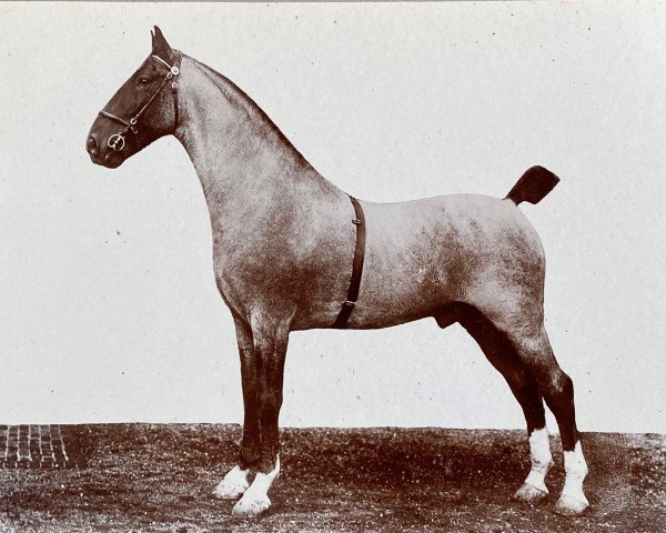 Semental Hockwold Cadet (Hackney (Caballo/Pony), 1911, de Flash Cadet)