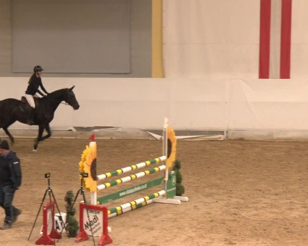 Reitturnier Stadl-Paura 2024