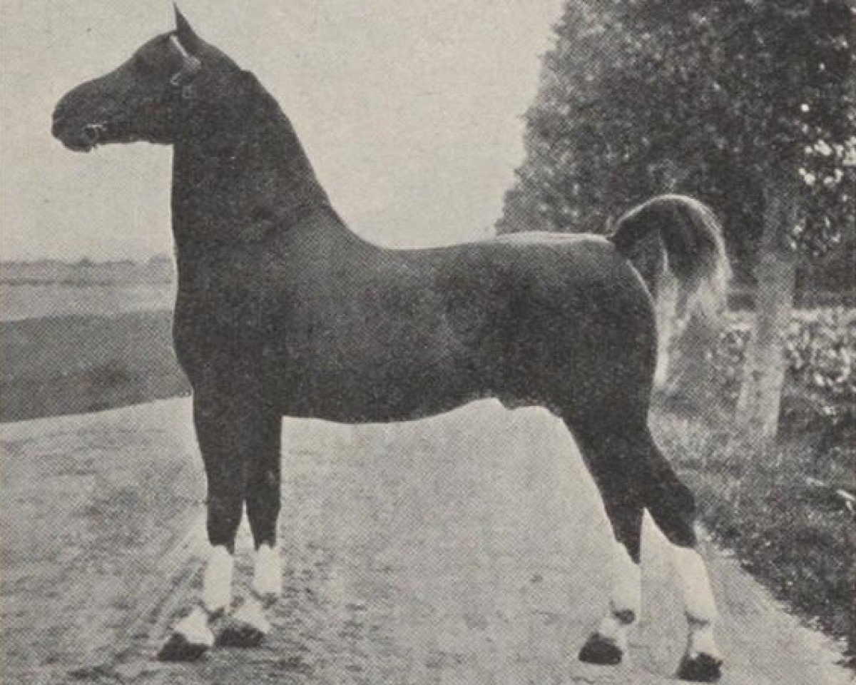 stallion Colonel (Jaap) (Gelderland, 1915, from Mentor)