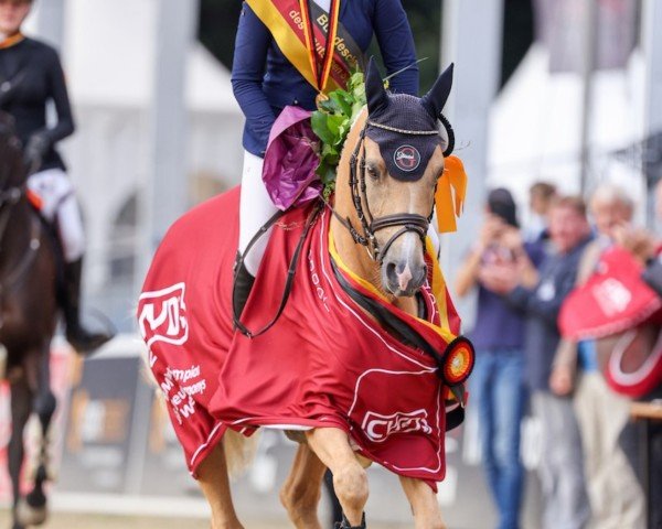 jumper Zeralina NRW (German Riding Pony, 2019, from Nilantshoeve's Zippo)