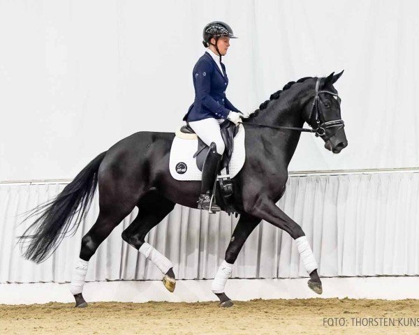 Pferd Dory (Hannoveraner, 2020, von Donier)