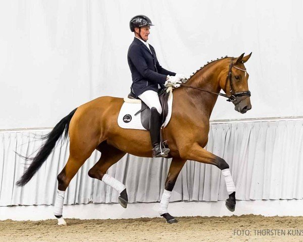 horse First Investment (Hanoverian, 2021, from Fürst Belissaro)
