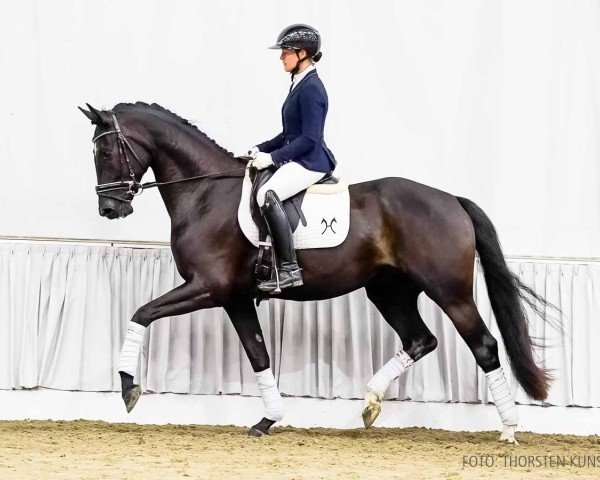 horse Fantastico W (Hanoverian, 2020, from Fantastic)