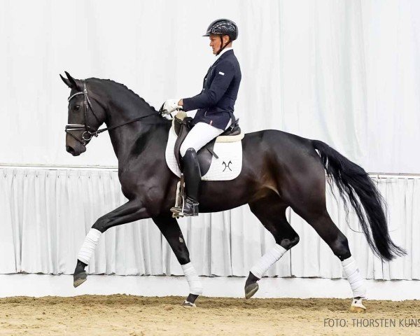horse Fermento (Hanoverian, 2020, from Fidertanz)