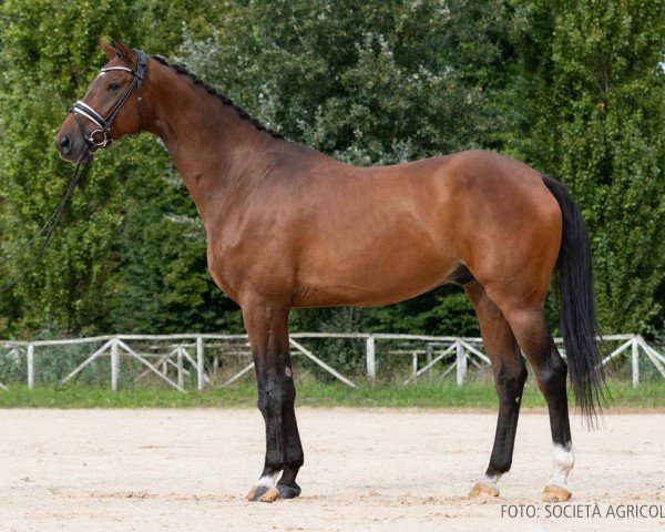 horse Indian Boy di Fonteabeti (Hanoverian, 2019, from Jovian)