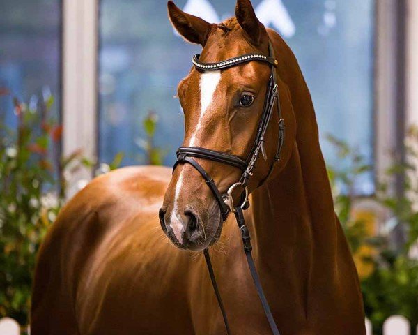 horse Ferdinand Fuchs (Hanoverian, 2021, from For Romance I)