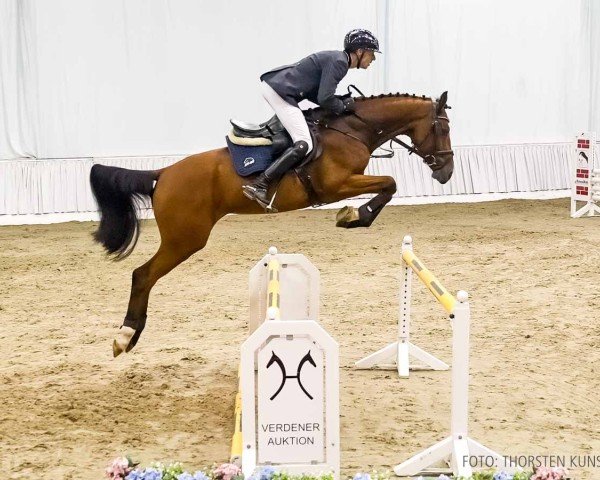 Pferd On Top 10 (Hannoveraner, 2019, von Ogano)