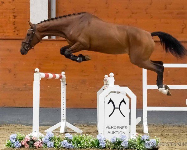 horse Quadira (Hanoverian, 2021, from FRH Quaid)