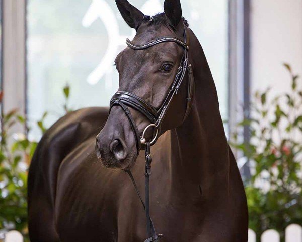 horse Fantic (Hanoverian, 2021, from Finest)