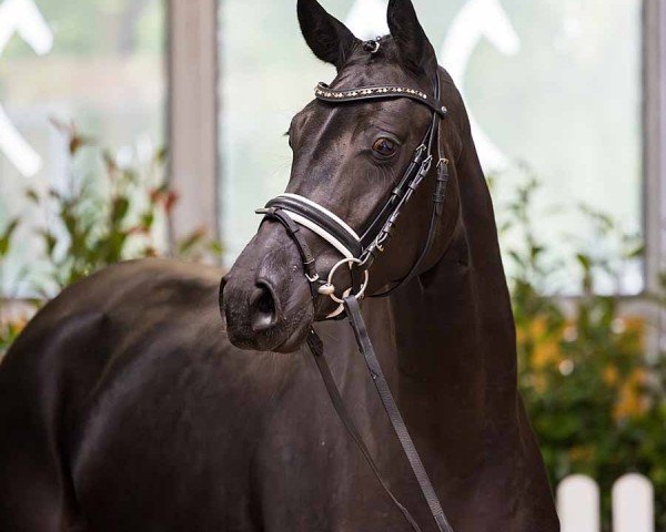 horse Freya (Hanoverian, 2021, from Filou 2146)
