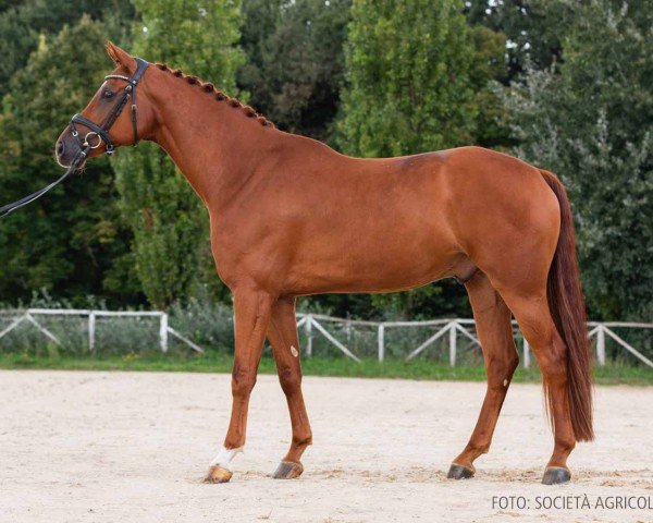 horse Indigo di Fonteabeti (Hanoverian, 2019, from Fuechtels Floriscount OLD)