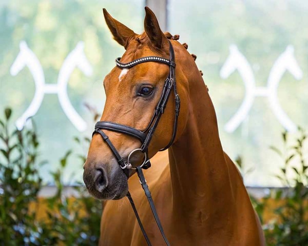 horse Doppio Bene (Hanoverian, 2019, from Da Costa)