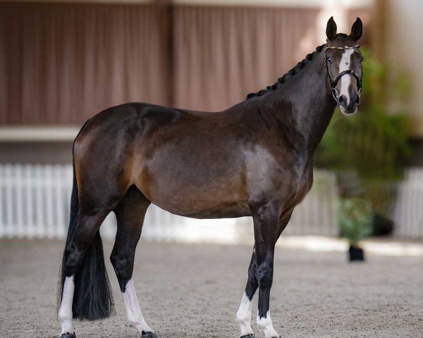 horse Domana de Malleret (Hanoverian, 2020, from Danciano)