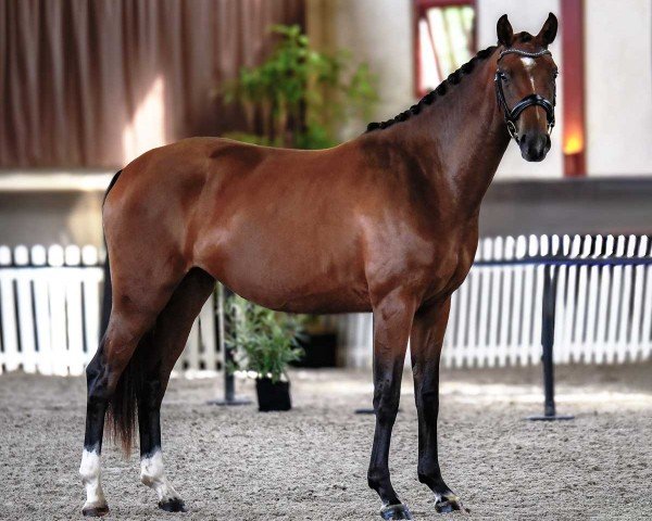 Pferd Fenice Malleret TS (Hannoveraner, 2022, von Flinstone 8) Pferd Fenice Malleret TS (Hannoveraner, 2022, von Flinstone 8)