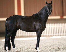Pferd Fantom de Malleret (Westfale, 2019, von Birkhof's Fair Game OLD)