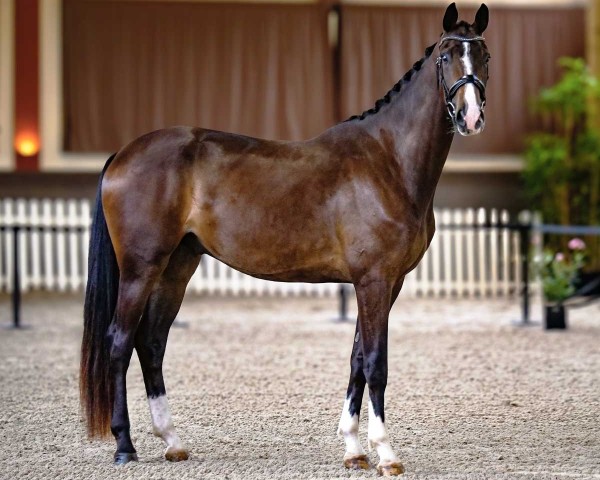 horse Donacio de Malleret (Hanoverian, 2021, from Danciano)
