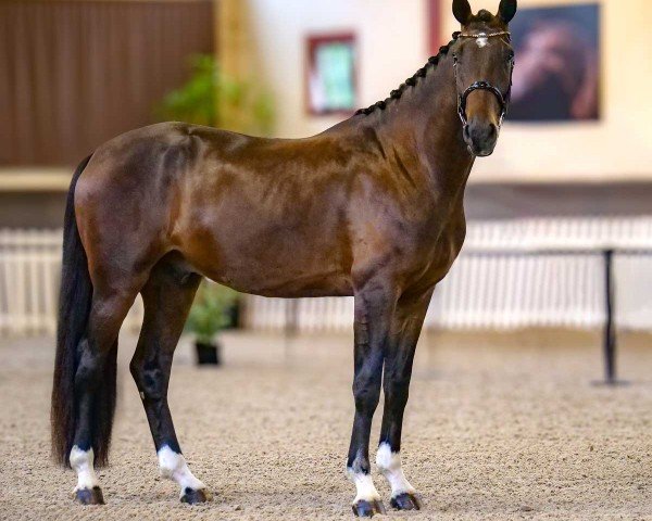 Pferd Cadiot Badie Malleret TS (Oldenburger, 2021, von Confess Color)