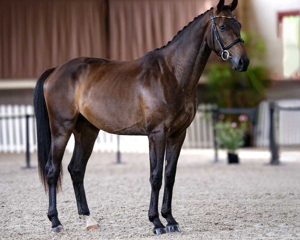 horse Emblème de Malleret (Oldenburg, 2022, from Escolar)
