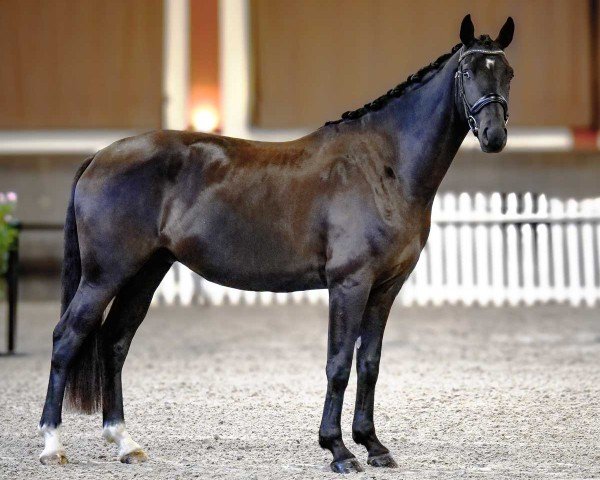 Pferd Focus VII Malleret TS (Hannoveraner, 2021, von Flinstone 8)