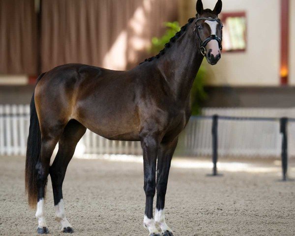 horse Danae de Malleret (Hanoverian, 2022, from Danciano)