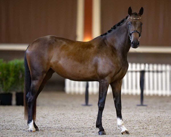 horse So What de Malleret (Hanoverian, 2021, from So Perfect)