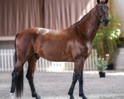 Pferd Glamour Hope Malleret PS (Oldenburger, 2020, von Glamourdale)