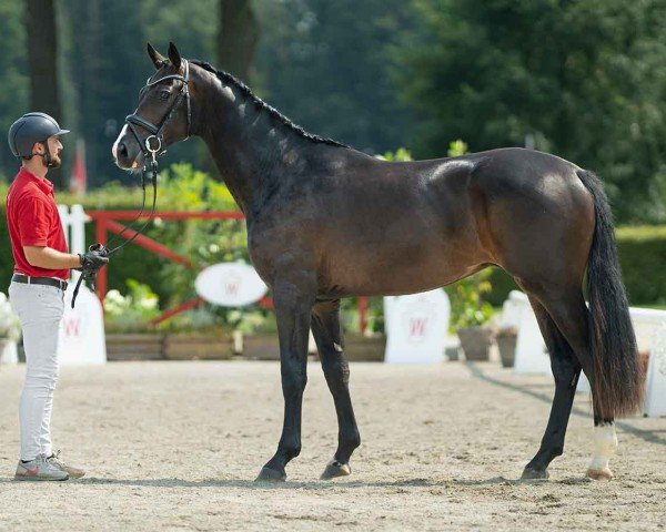 horse Zeno (Westphalian, 2022, from Zoom)