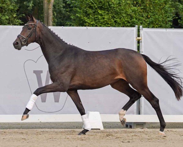 Pferd Special Secret (Westfale, 2022, von Secret)