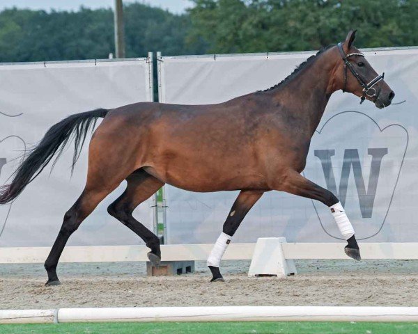 Pferd Merinja (Westfale, 2020, von DSP Meridian)