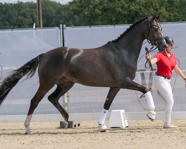 horse Paris Nosa (KWPN (Royal Dutch Sporthorse), 2020, from Fürst Jazz)