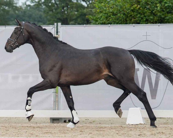 stallion Game on (Oldenburg, 2022, from Glamourdale)